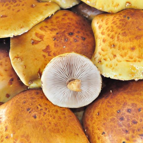 菇婆婆蘑菇菌包香菇平菇食用菌棒蘑菇种植菌种黄伞菇菌包_7折现价13.